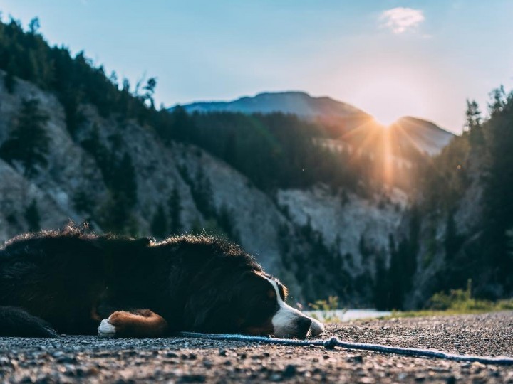 Your family and your dog can enjoy a short adventure in Golden BC